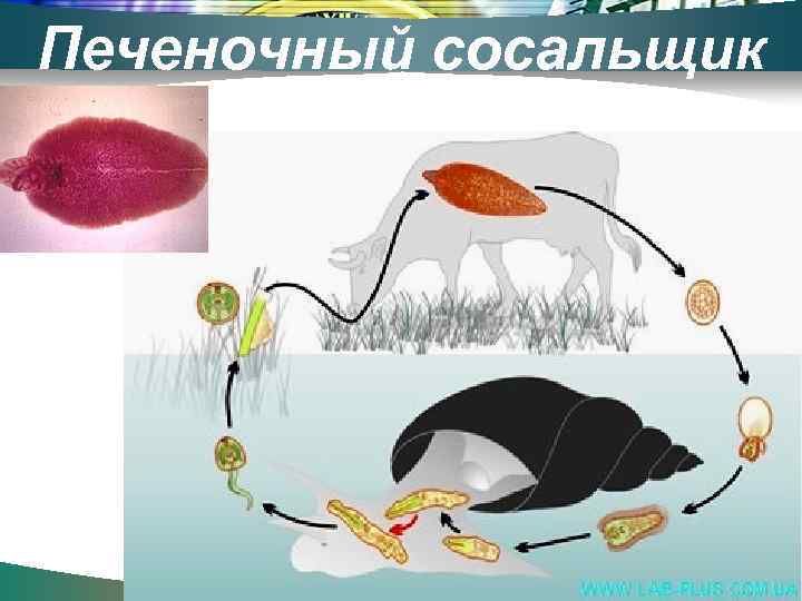 Печеночный сосальщик 