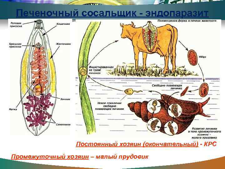 Печеночный сосальщик - эндопаразит Постоянный хозяин (окончательный) - КРС Промежуточный хозяин – малый прудовик