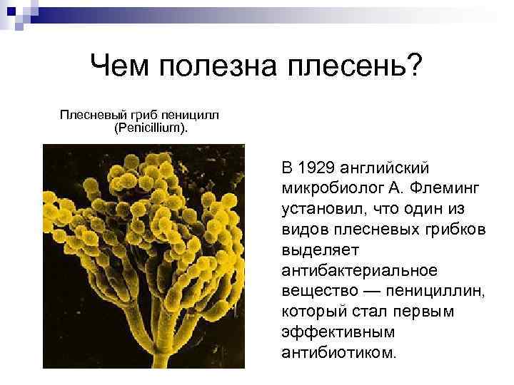 Чем полезна плесень? Плесневый гриб пеницилл (Penicillium). В 1929 английский микробиолог А. Флеминг установил,