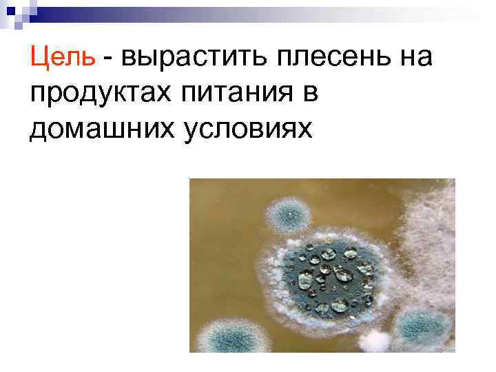 Цель - вырастить плесень на продуктах питания в домашних условиях 