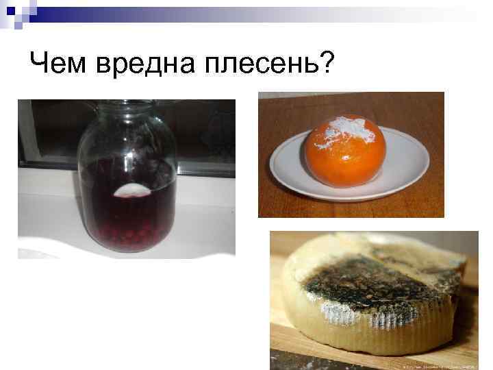 Чем вредна плесень? 