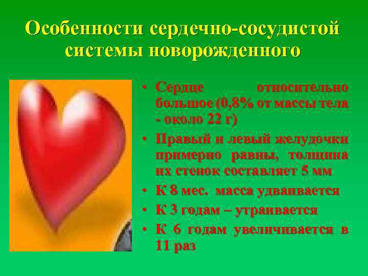 Особенности сердечно-сосудистой системы новорожденного • Сердце относительно большое (0, 8% от массы тела -