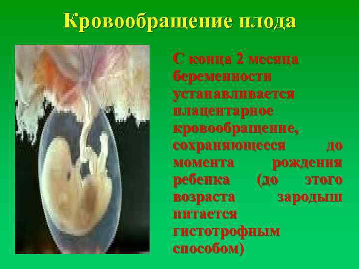 Кровообращение плода С конца 2 месяца беременности устанавливается плацентарное кровообращение, сохраняющееся до момента рождения