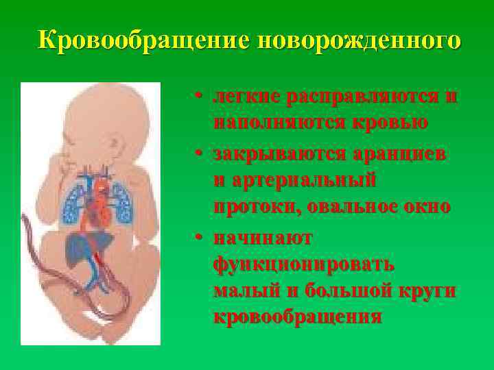 Афо сердечно сосудистой системы у новорожденных презентация