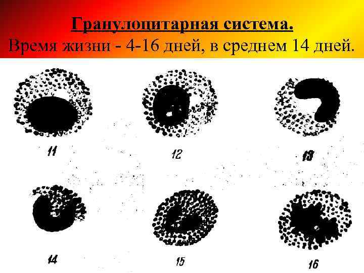 Гранулоцитарная система. Время жизни - 4 -16 дней, в среднем 14 дней. 