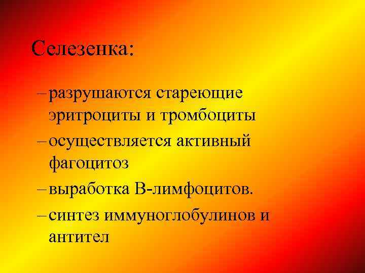 Селезенка: – разрушаются стареющие эритроциты и тромбоциты – осуществляется активный фагоцитоз – выработка В-лимфоцитов.