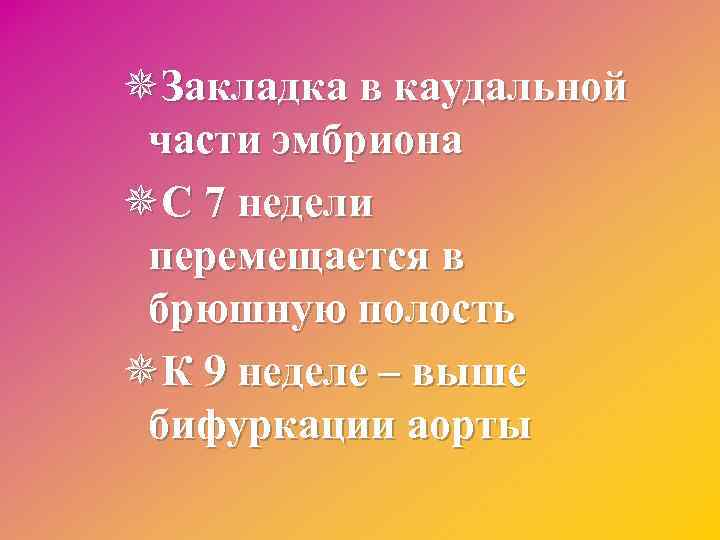 ¯Закладка в каудальной части эмбриона ¯С 7 недели перемещается в брюшную полость ¯К 9