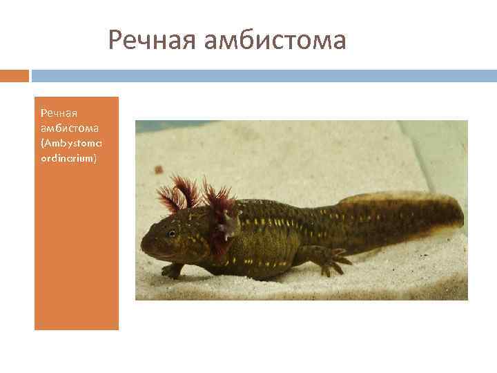 Речная амбистома (Ambystoma ordinarium) 