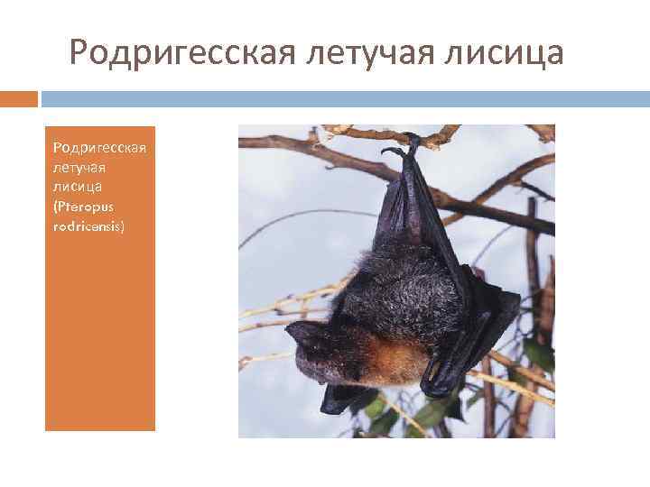 Родригесская летучая лисица (Pteropus rodricensis) 