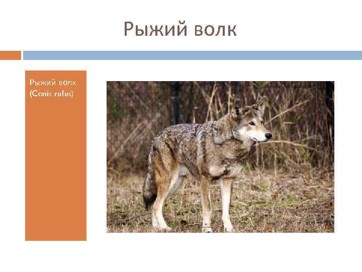 Рыжий волк (Canis rufus) 