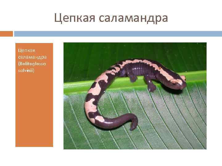 Цепкая саламандра (Bolitoglossa salvinii) 