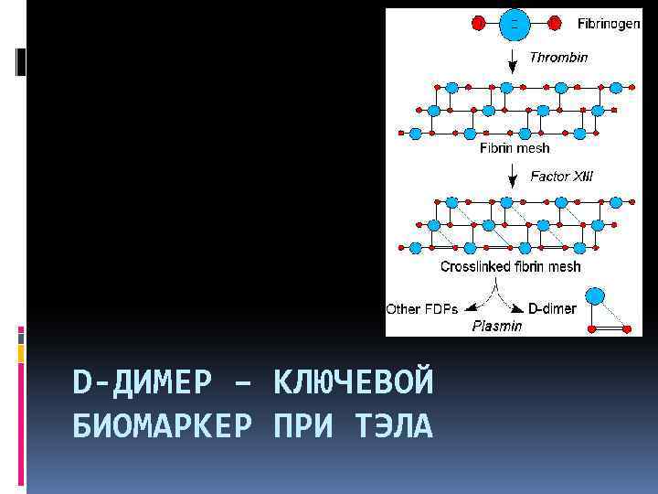 D-ДИМЕР – КЛЮЧЕВОЙ БИОМАРКЕР ПРИ ТЭЛА 