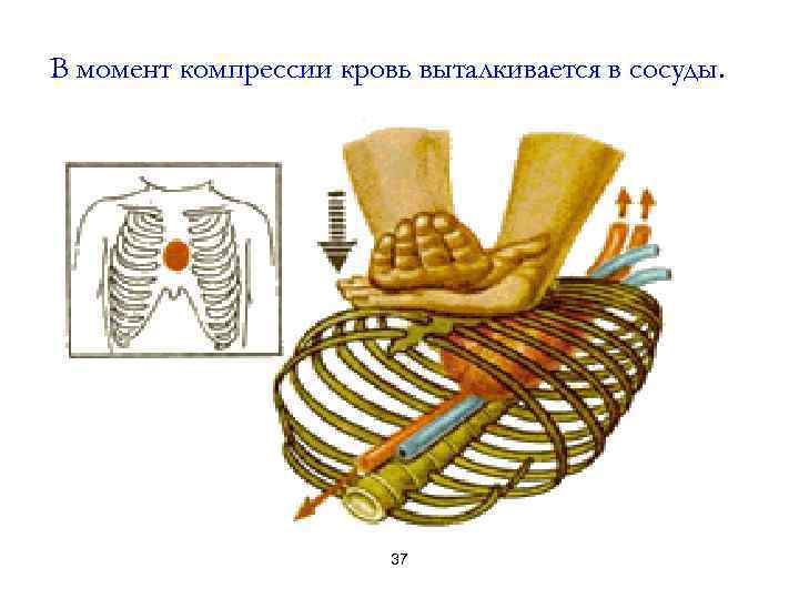 В момент компрессии кровь выталкивается в сосуды. 37 