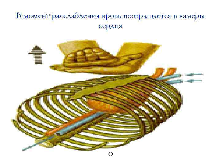 В момент расслабления кровь возвращается в камеры сердца 38 
