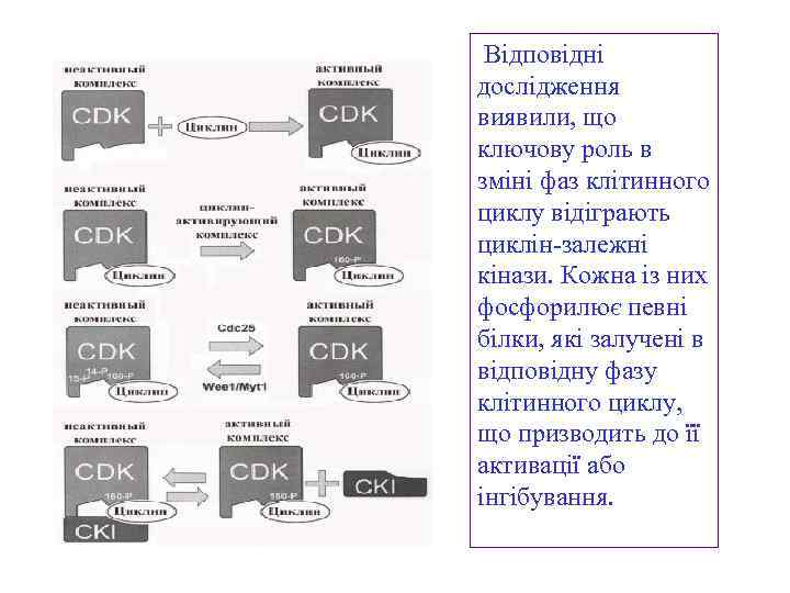  Відповідні дослідження виявили, що ключову роль в зміні фаз клітинного циклу відіграють циклін-залежні