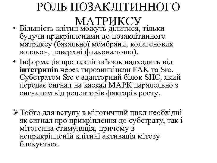 РОЛЬ ПОЗАКЛІТИННОГО МАТРИКСУ • Більшість клітин можуть ділитися, тільки будучи прикріпленими до позаклітинного матриксу