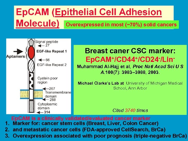 Overexpressed in most (~70%) solid cancers Breast caner CSC marker: Ep. CAM+/CD 44+/CD 24