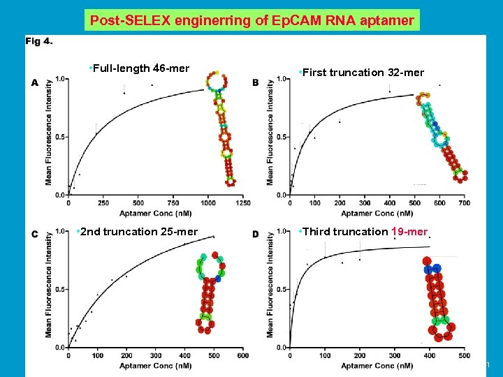 Post-SELEX enginerring of Ep. CAM RNA aptamer • Full-length 46 -mer • First truncation
