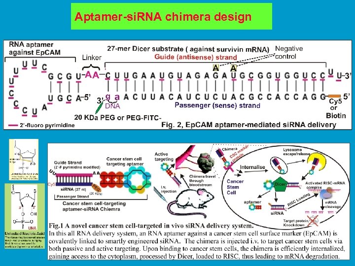Aptamer-si. RNA chimera design 