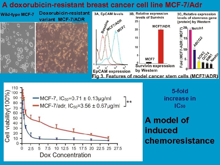 A doxorubicin-resistant breast cancer cell line MCF-7/Adr Wild-type MCF-7 Doxorubicin-resistant variant MCF-7/ADR 5 -fold