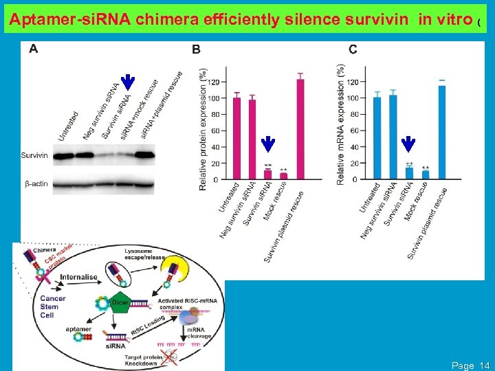 Aptamer-si. RNA chimera efficiently silence survivin in vitro ( Page 14 