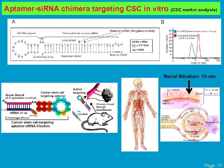 Aptamer-si. RNA chimera targeting CSC in vitro (CSC marker analysis) Renal filtration: 10 nm
