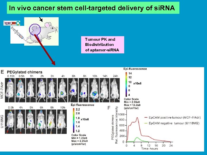 In vivo cancer stem cell-targeted delivery of si. RNA Tumour PK and Biodistribution of