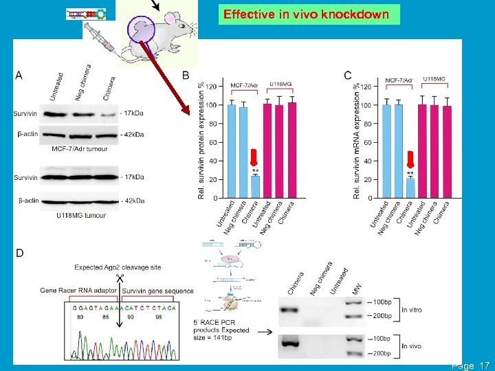 Effective in vivo knockdown Page 17 