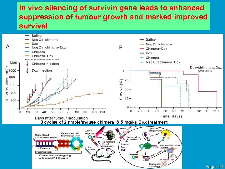 In vivo silencing of survivin gene leads to enhanced suppression of tumour growth and