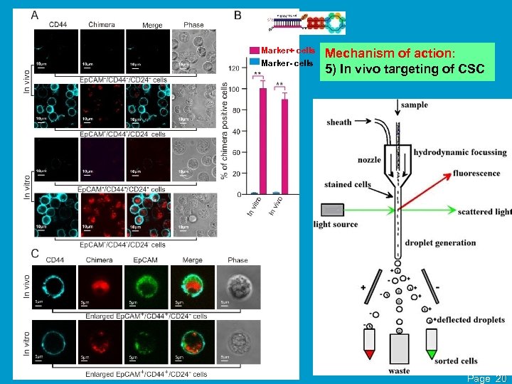 Marker+ cells Marker- cells Mechanism of action: 5) In vivo targeting of CSC Page