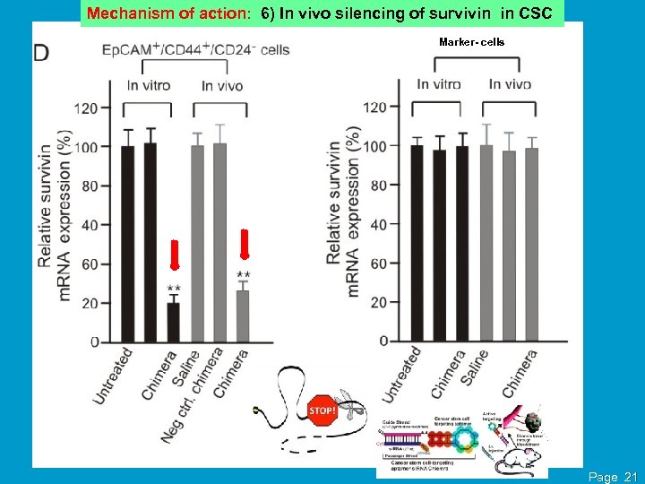 Mechanism of action: 6) In vivo silencing of survivin in CSC Marker- cells Page