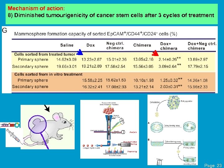 Mechanism of action: 8) Diminished tumourigenicity of cancer stem cells after 3 cycles of