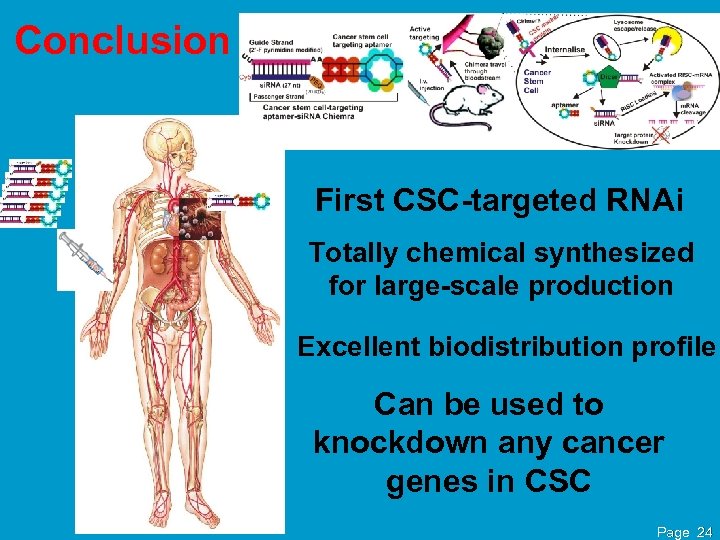 Conclusion First CSC-targeted RNAi Totally chemical synthesized for large-scale production Excellent biodistribution profile Can