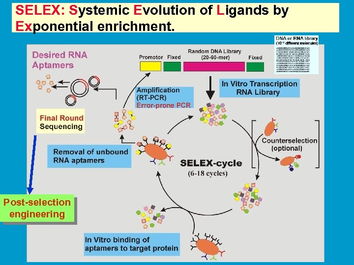SELEX: Systemic Evolution of Ligands by Exponential enrichment. Post-selection engineering 