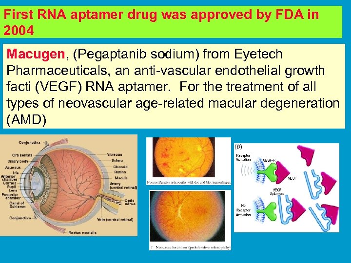 First RNA aptamer drug was approved by FDA in 2004 Macugen, (Pegaptanib sodium) from