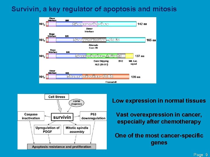 Survivin, a key regulator of apoptosis and mitosis Low expression in normal tissues Vast