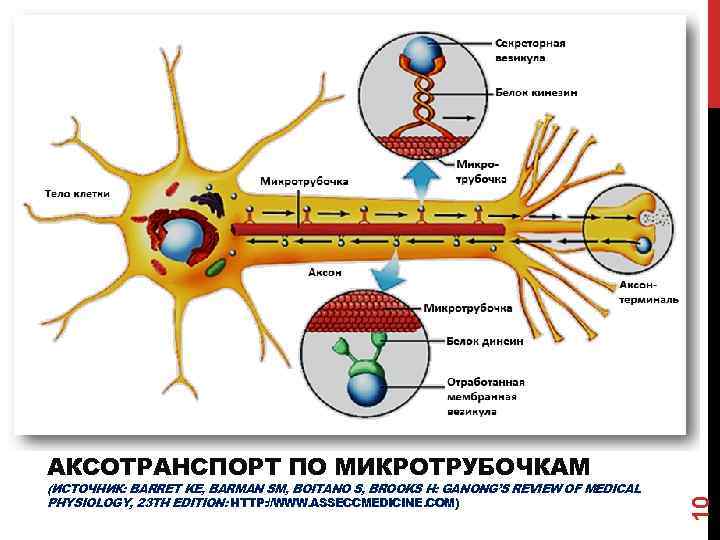 (ИСТОЧНИК: BARRET KE, BARMAN SM, BOITANO S, BROOKS H: GANONG’S REVIEW OF MEDICAL PHYSIOLOGY,