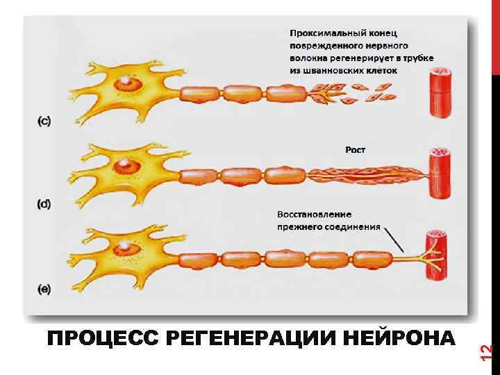 12 ПРОЦЕСС РЕГЕНЕРАЦИИ НЕЙРОНА 
