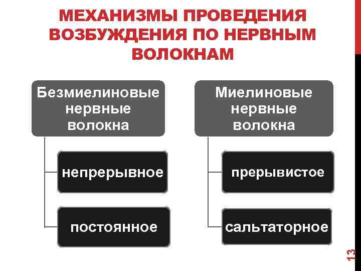 МЕХАНИЗМЫ ПРОВЕДЕНИЯ ВОЗБУЖДЕНИЯ ПО НЕРВНЫМ ВОЛОКНАМ Безмиелиновые нервные волокна Миелиновые нервные волокна прерывистое постоянное