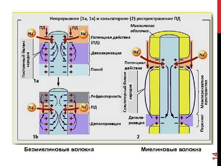 Миелиновые волокна 14 Безмиелиновые волокна 
