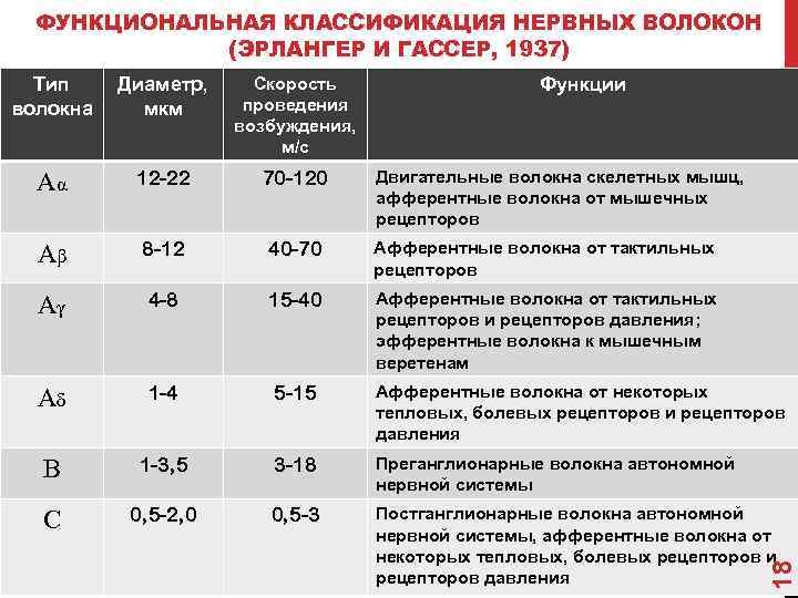 ФУНКЦИОНАЛЬНАЯ КЛАССИФИКАЦИЯ НЕРВНЫХ ВОЛОКОН (ЭРЛАНГЕР И ГАССЕР, 1937) Тип волокна Диаметр, мкм Скорость проведения