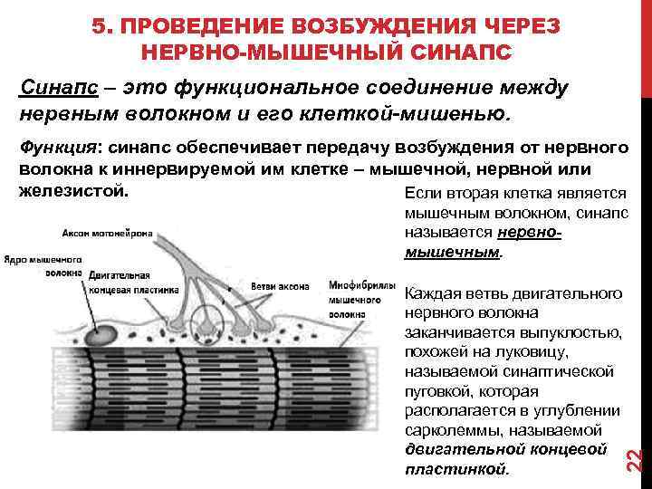 5. ПРОВЕДЕНИЕ ВОЗБУЖДЕНИЯ ЧЕРЕЗ НЕРВНО-МЫШЕЧНЫЙ СИНАПС Синапс – это функциональное соединение между нервным волокном
