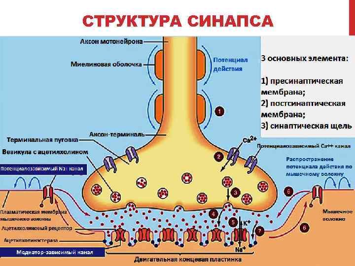 Строение химического синапса рисунок