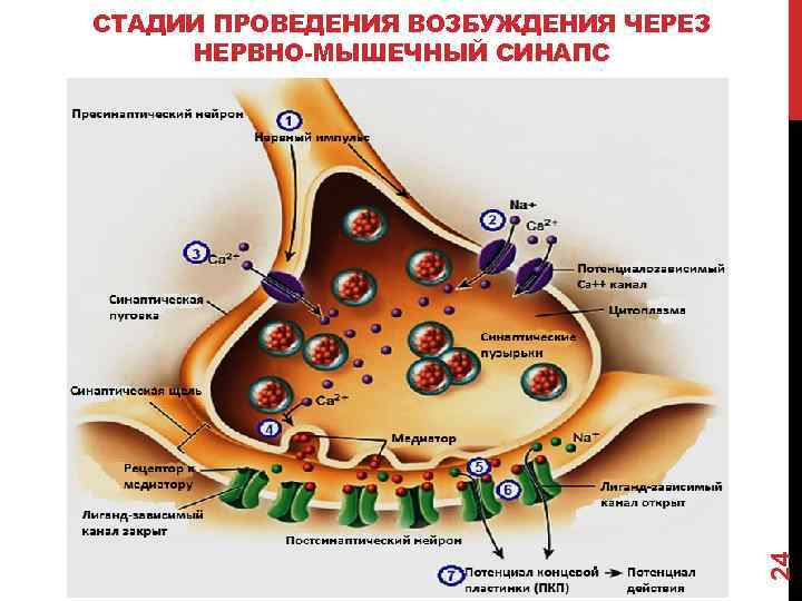 Схема строения миелинового и безмиелинового нервного волокна