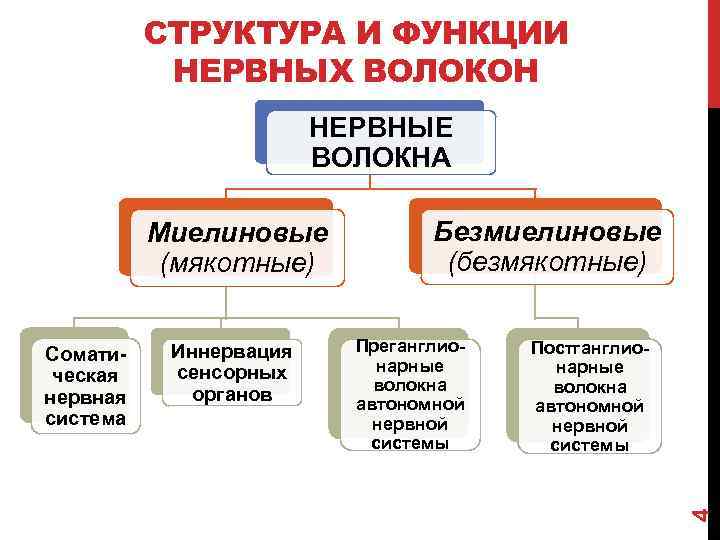 СТРУКТУРА И ФУНКЦИИ НЕРВНЫХ ВОЛОКОН НЕРВНЫЕ ВОЛОКНА Соматическая нервная система Иннервация сенсорных органов Безмиелиновые