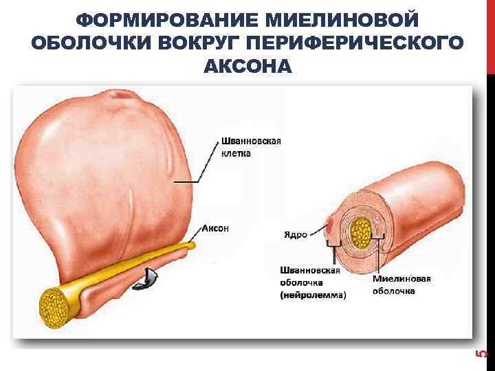 5 ФОРМИРОВАНИЕ МИЕЛИНОВОЙ ОБОЛОЧКИ ВОКРУГ ПЕРИФЕРИЧЕСКОГО АКСОНА 