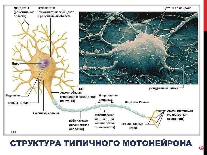 Клетки какой ткани обладают проводимостью