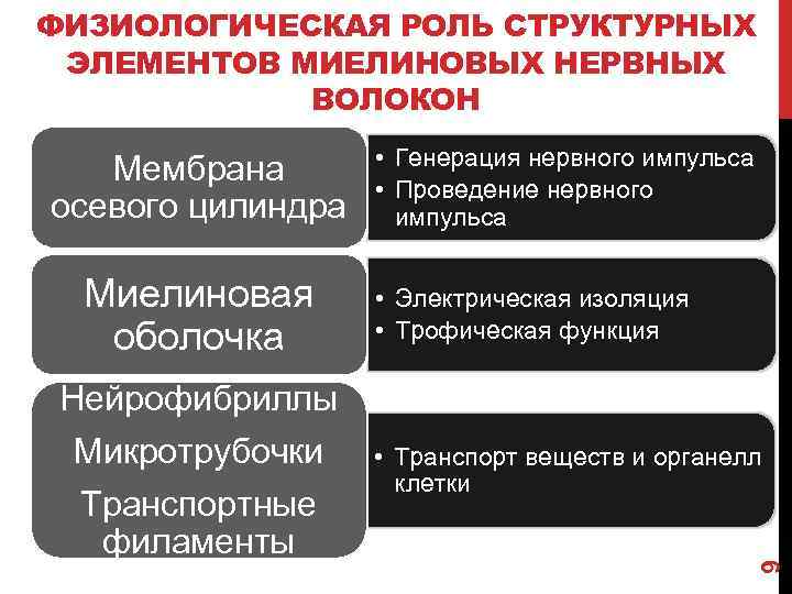 ФИЗИОЛОГИЧЕСКАЯ РОЛЬ СТРУКТУРНЫХ ЭЛЕМЕНТОВ МИЕЛИНОВЫХ НЕРВНЫХ ВОЛОКОН Мембрана осевого цилиндра Миелиновая оболочка • Генерация
