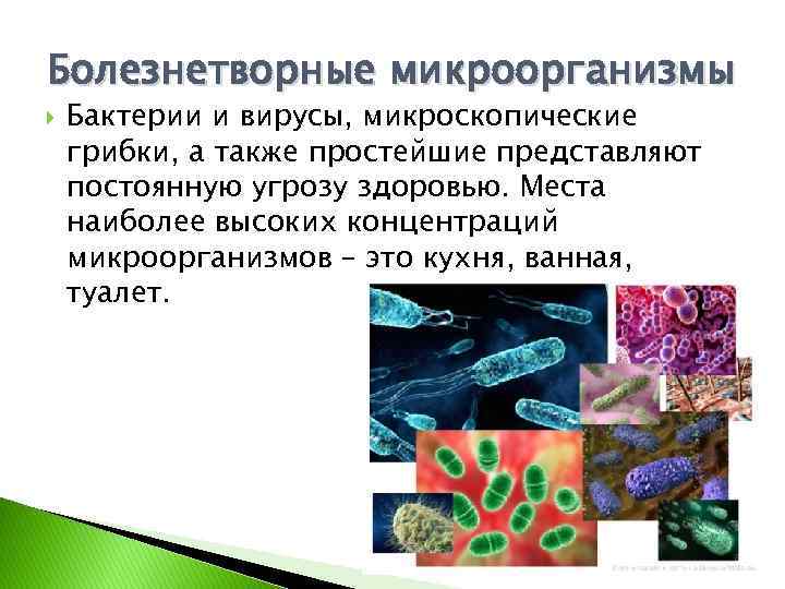 Болезнетворные микроорганизмы Бактерии и вирусы, микроскопические грибки, а также простейшие представляют постоянную угрозу здоровью.