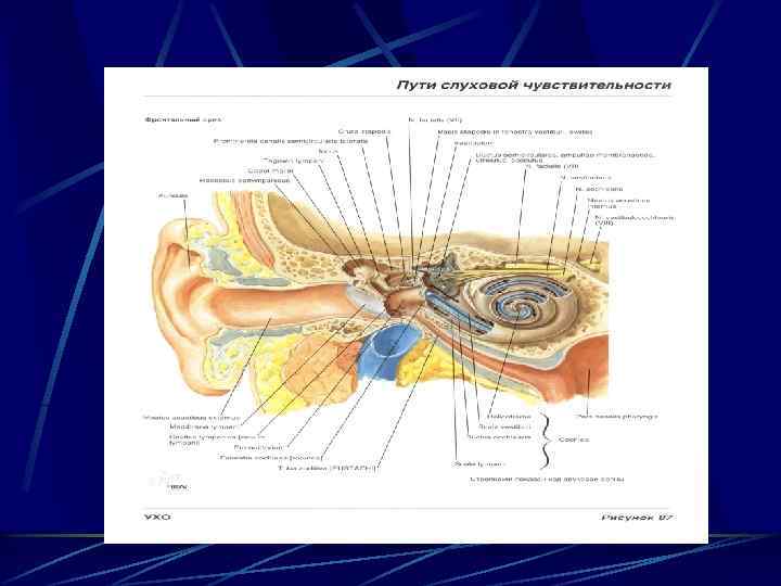 Органы чувств гистология рисунки